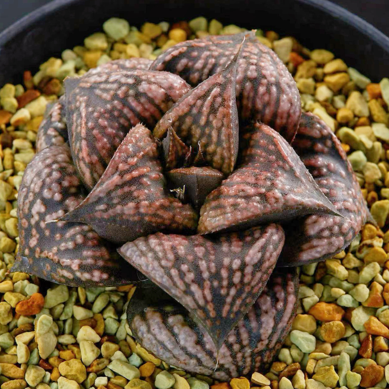 猎人青蟹 百鸟部屋实生 玉露十二卷多肉植物盆栽 一物一拍