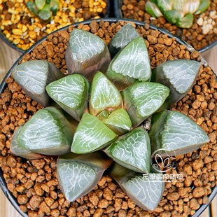 丘比特克 电路板克里克特玉露十二卷多肉植物一物一拍