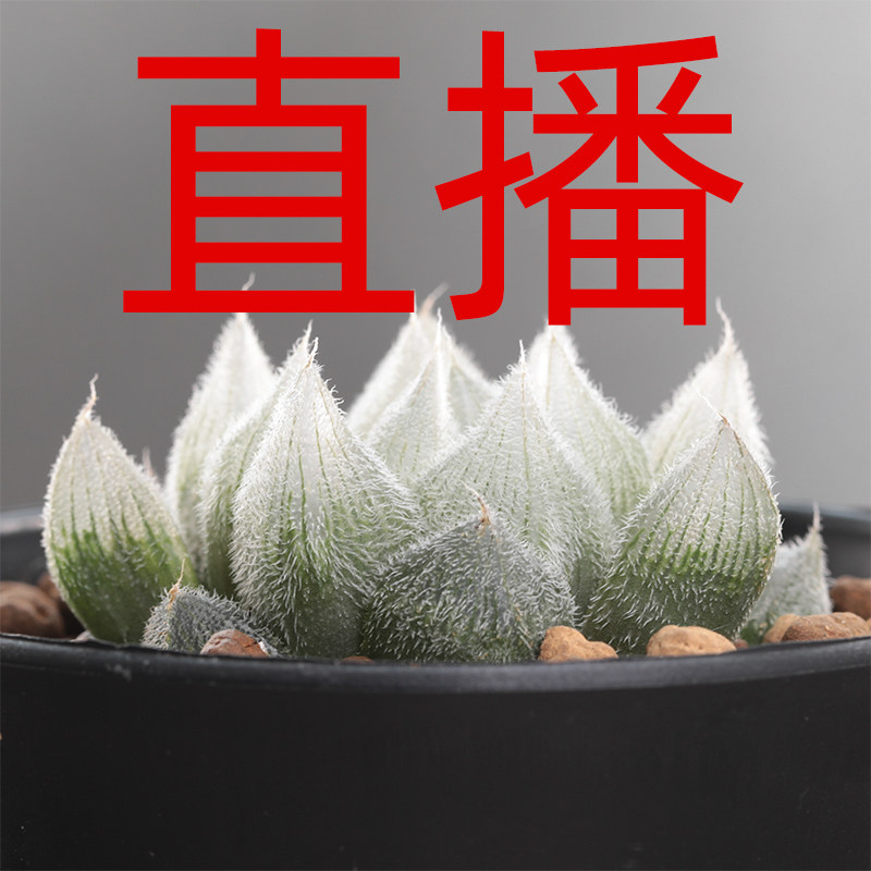 直播付款专用链接 龙哥多肉植物 玉露十二卷