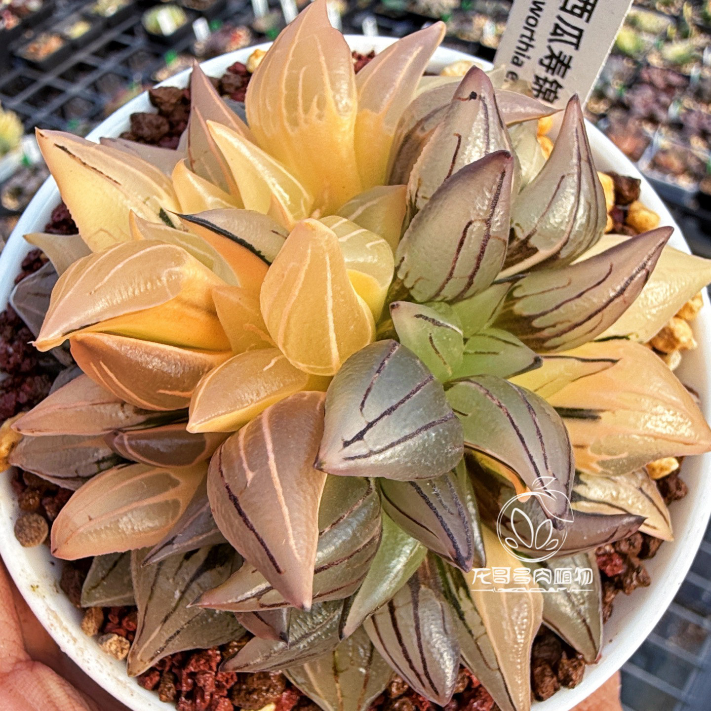 西瓜寿锦 糊斑拉丝寿锦 玉露十二卷多肉植物一物一拍