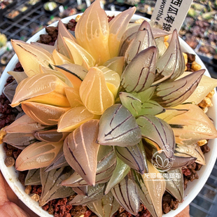 西瓜寿锦 糊斑拉丝寿锦 玉露十二卷多肉植物一物一拍