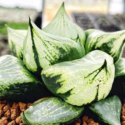 裹般若 裹班若 背窗三杰母本玉露十二卷多肉植物一物一拍