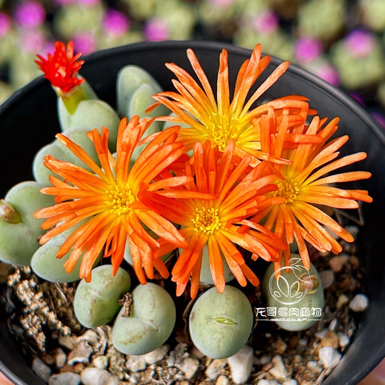 mini橙花少将 蟹钳赤耳巨将口笛肉锥番杏多肉植物 一物一拍包邮