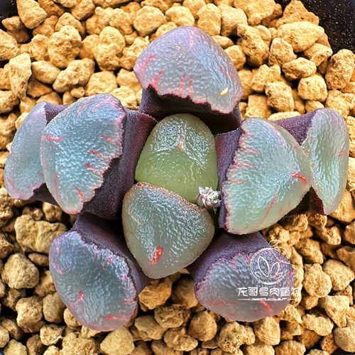 【顺丰】红月亮万象 透窗紫系 玉露十二卷多肉植物盆栽 一物一拍