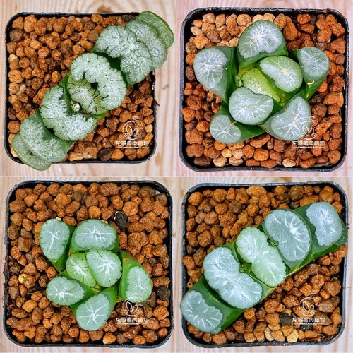 【顺丰】玉扇万象 雪国玄武白瓷欧若拉红月亮玉露十二卷多肉植物