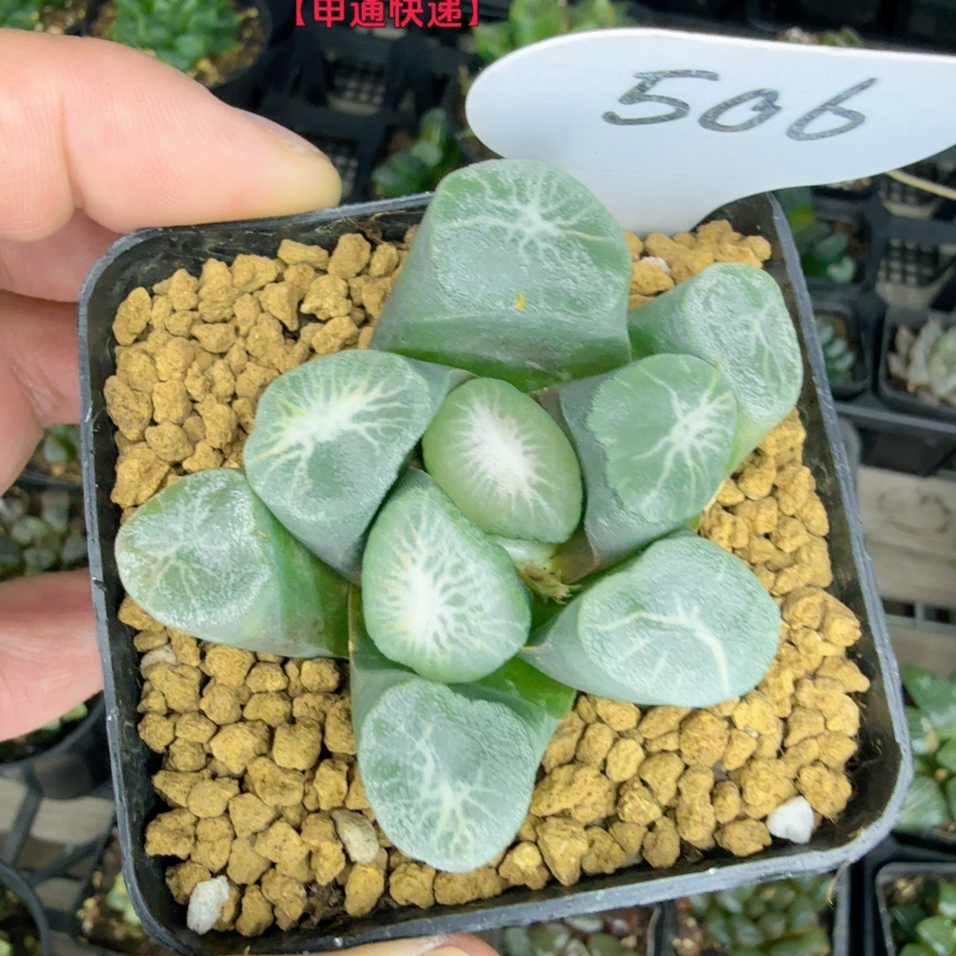 欧若拉506,鲜花速递/花卉仿真/绿植园艺,多肉植物,淘宝优惠券,粉丝福利购,淘宝优惠卷