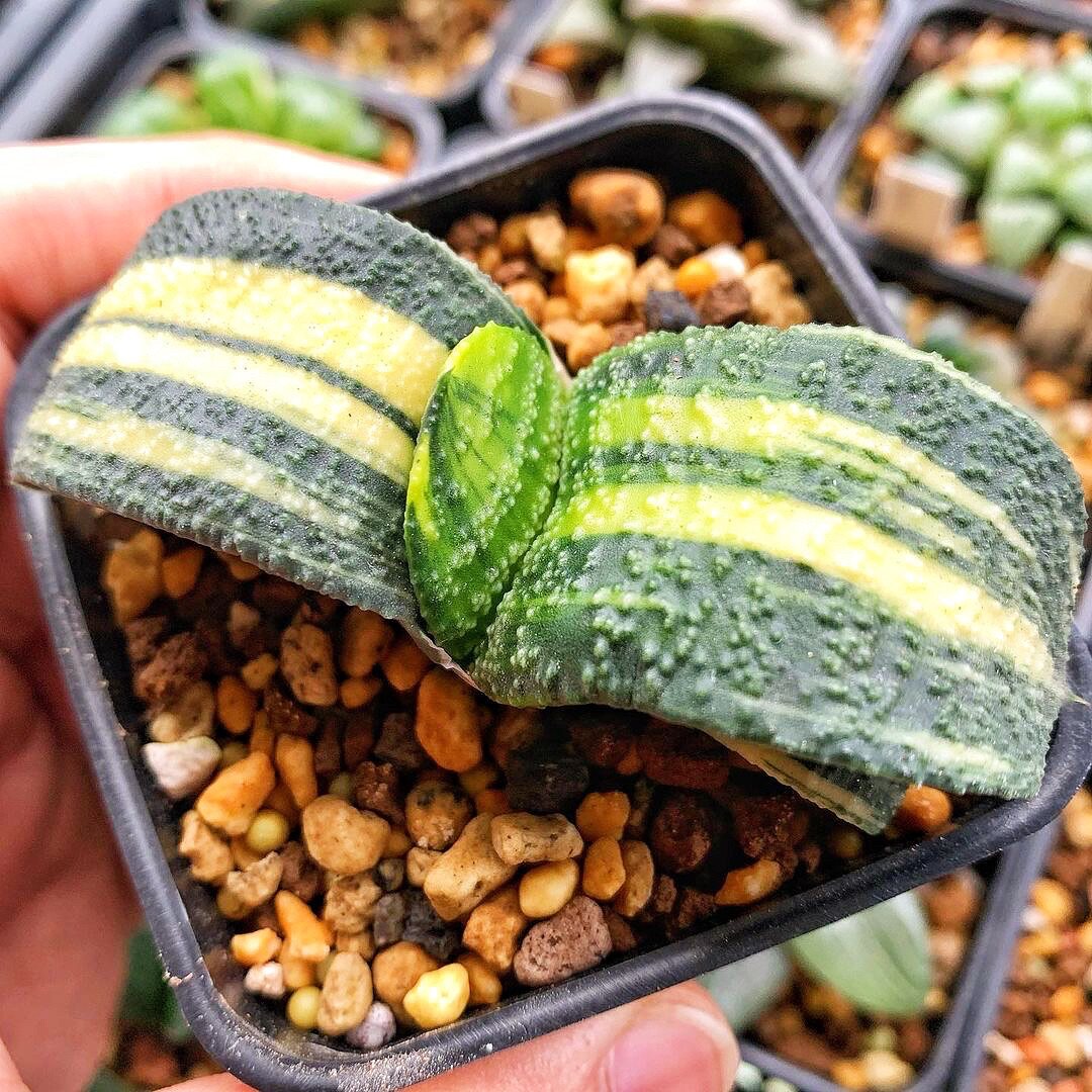 卧牛锦 蜗牛宽叶粗疣军配鲨鱼掌属 多肉植物一物一拍