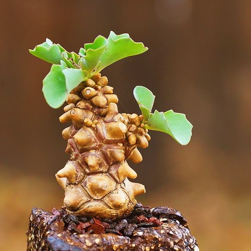 【顺丰】蛮鬼塔厚敦菊 Othonna herrei 块根 多肉植物 一物一拍