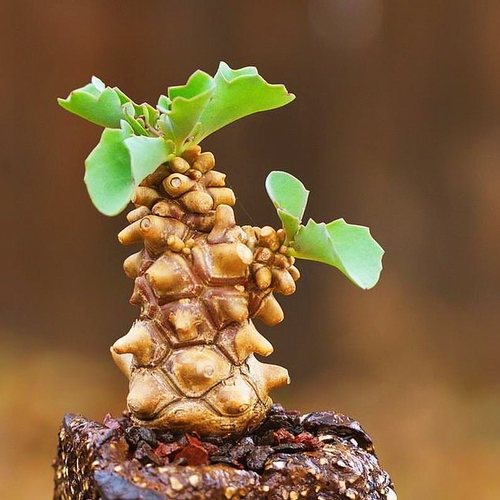 【顺丰】蛮鬼塔厚敦菊 Othonna herrei 块根 多肉植物 一物一拍