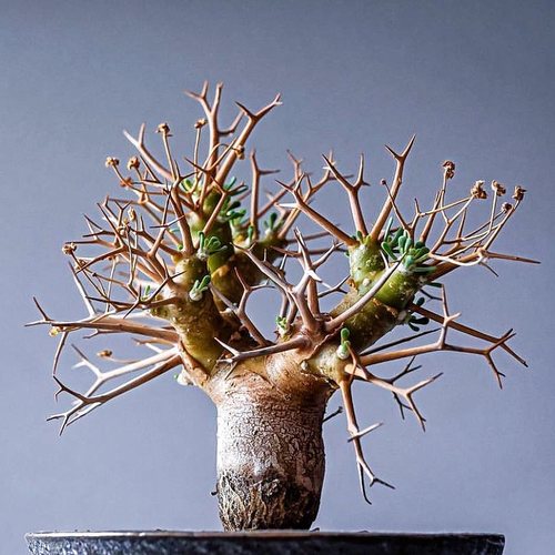 【顺丰】黑鬼殿厚敦菊 Othonna euphorbioides 块根多肉 一物一拍