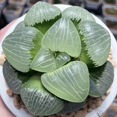 【顺丰】糯阿房宫 新糯阿 玉露十二卷多肉植物 绿植盆栽 一物一拍