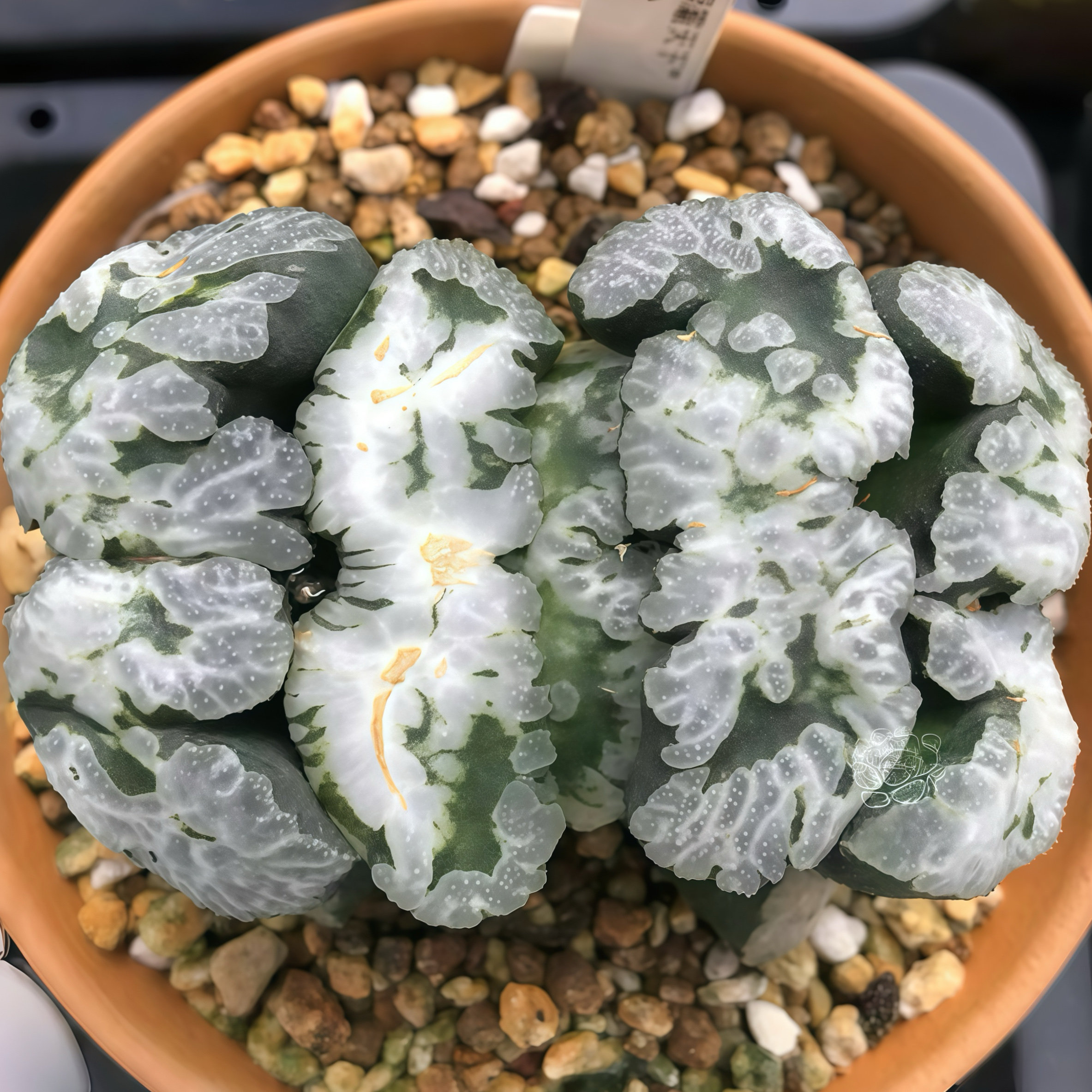 雄霸天下 大M窗 玉露十二卷 多肉植物盆栽 一物一拍
