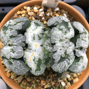 雄霸天下 大M窗 玉露十二卷 多肉植物盆栽 一物一拍