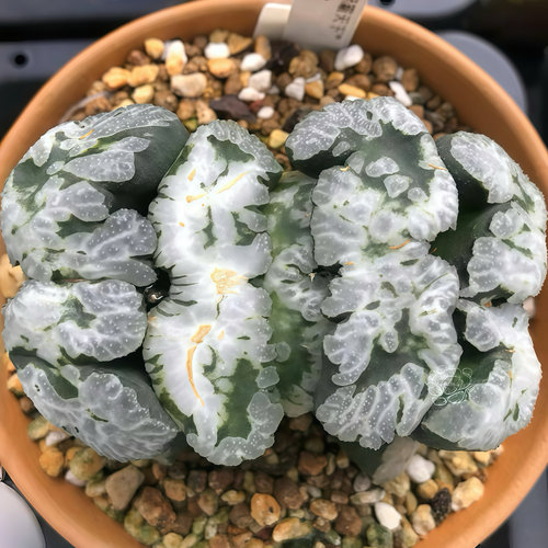 雄霸天下 大M窗 玉露十二卷 多肉植物盆栽 一物一拍