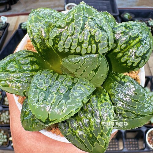 玛丽丽 大型背窗寿 玉露十二卷多肉植物绿植盆栽一物一拍