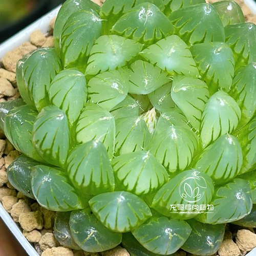 冰川玉露 晶莹剔透 玉露十二卷多肉植物绿植盆栽一物一拍