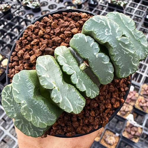狮子舞玉扇 玉露十二卷多肉植物盆栽 一物一拍