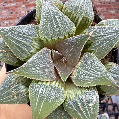 铝之星 芭提雅 玉露十二卷多肉植物绿植盆栽 一物一拍 - 封面