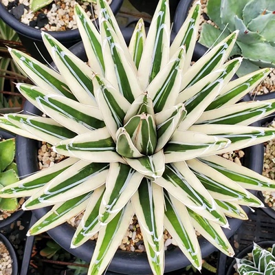 冰山龙舌兰Agave victori龙哥多肉植物绿植盆栽 一物一拍