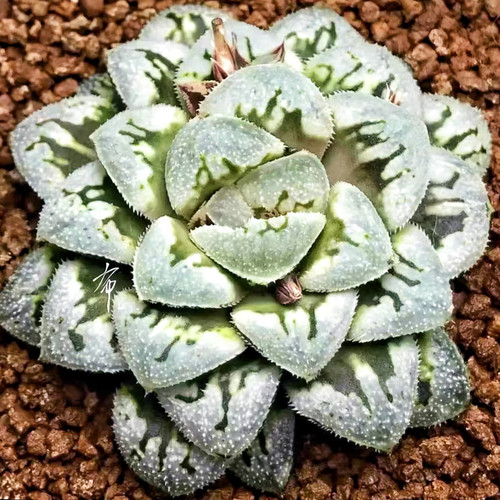 花猫 布楚礼实生美吉 玉露十二卷多肉植物肉肉绿植盆栽 一物一拍