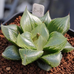 籽播实生寿 玉露十二卷 克里克特 多肉植物盆栽 一物一拍