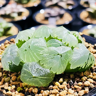 冰吨墩冰城实生背窗 玉露十二卷多肉植物盆栽 一物一拍