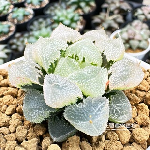 全窗白帝城 玉露十二卷 龙哥多肉植物绿植盆栽 一物一拍