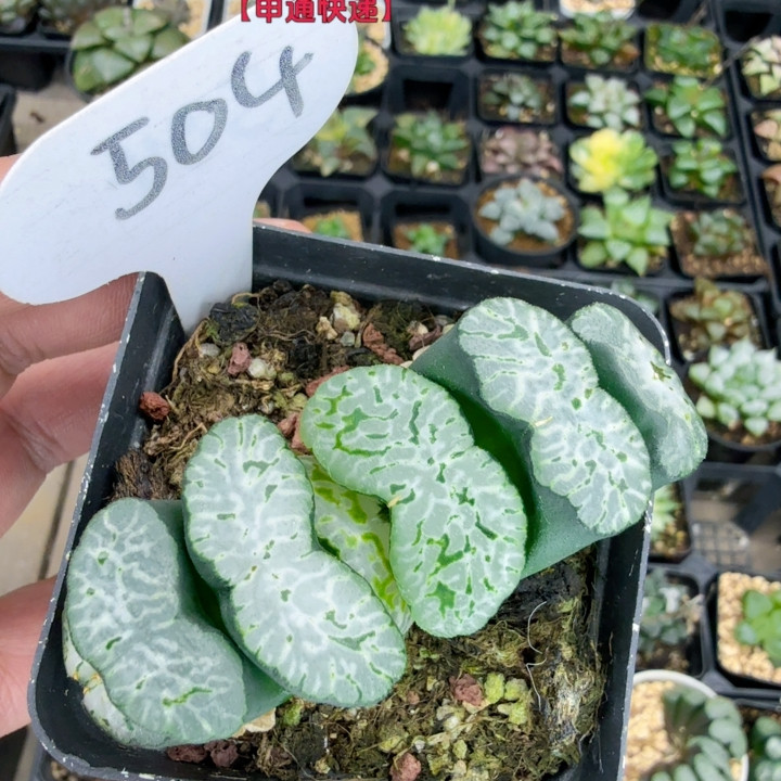 玄武504,鲜花速递/花卉仿真/绿植园艺,多肉植物,淘宝优惠券,粉丝福利购,淘宝优惠卷