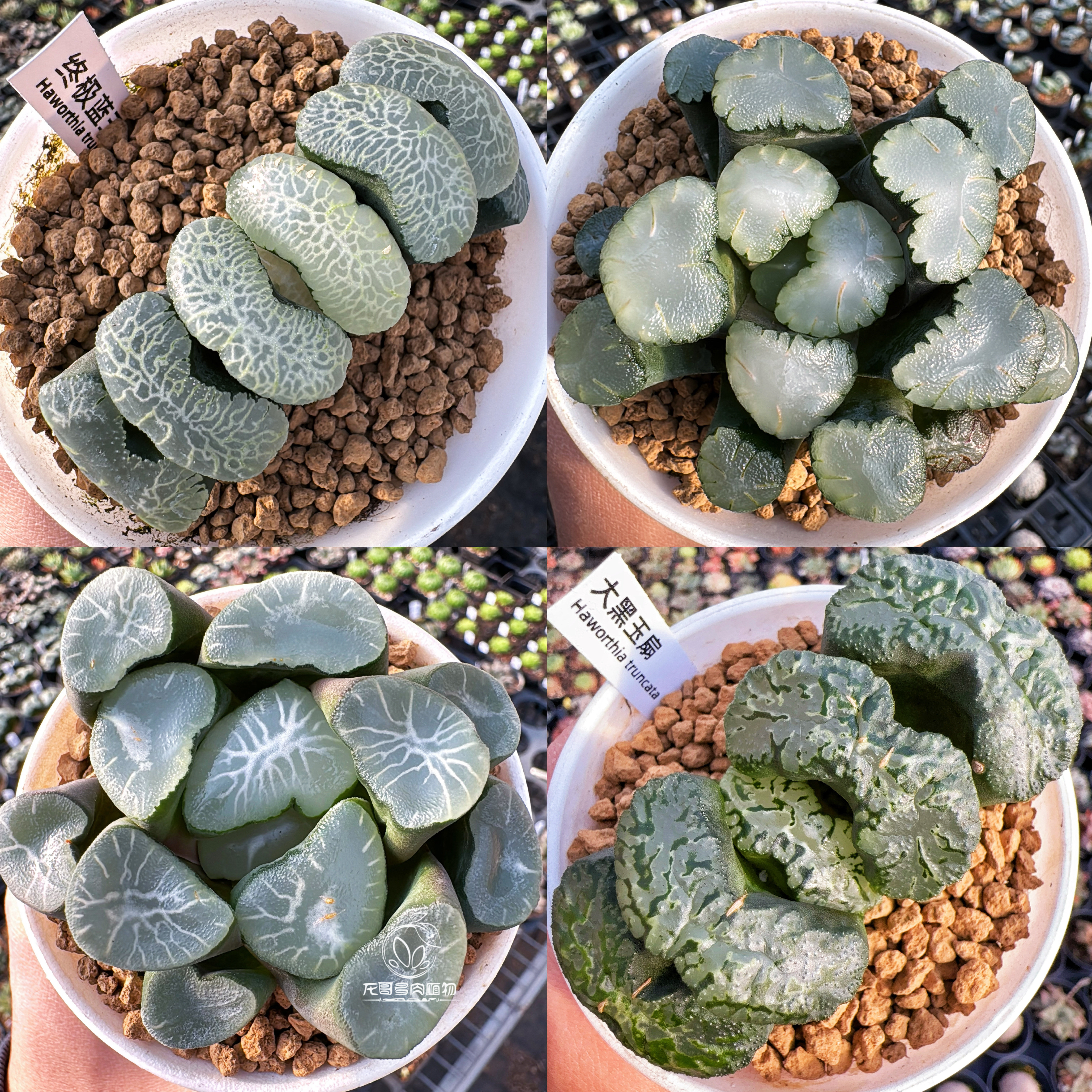 玉扇万象 一物一拍 歌磨白亚虞姬玄武白瓷玉露十二卷多肉植物盆栽