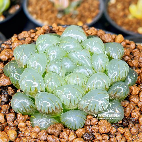 【顺丰】OB1紫肌孔明灯潘氏冰灯 玉露十二卷多肉植物盆栽一物一拍