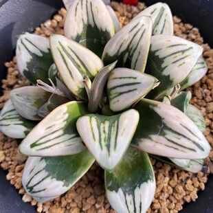 玉露十二卷多肉植物盆栽一物一拍 White 德鲁白 Drew