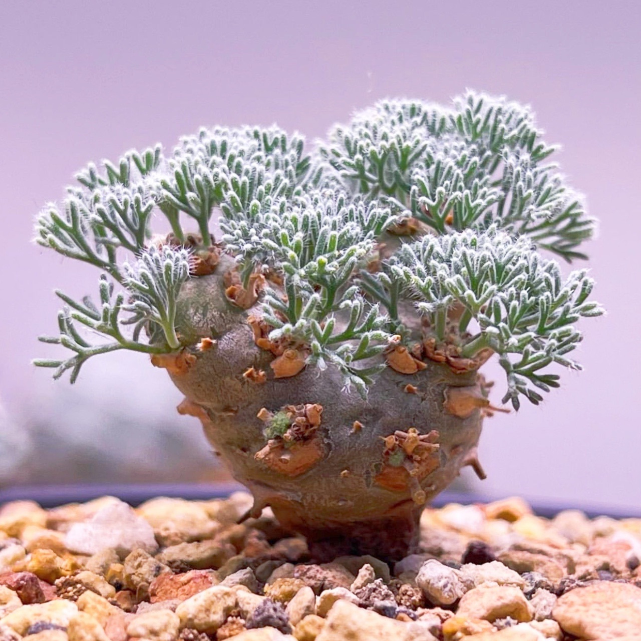 【顺丰】白皮月界 Monsonia peniculina 块根多肉盆栽 一物一拍