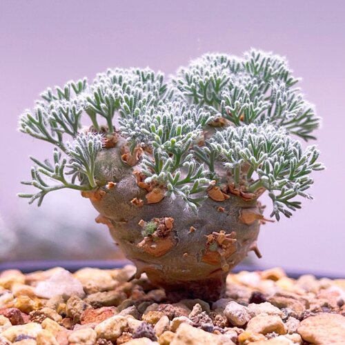 白皮月界 Monsonia peniculina 块根多肉盆栽 一物一拍