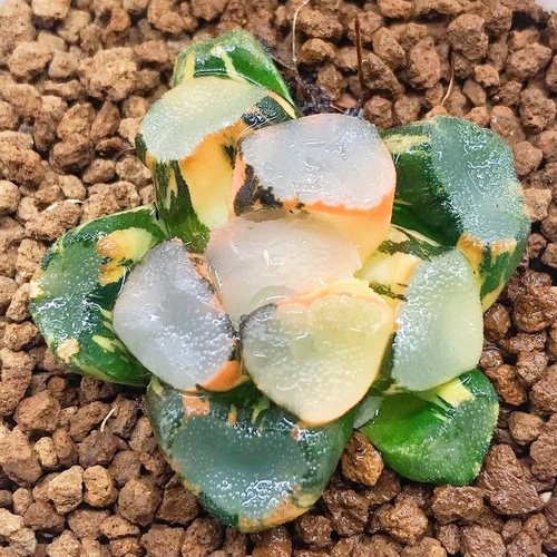 万象锦 夜光杯白妙清透镜花菱红月亮 玉露十二卷一物一拍