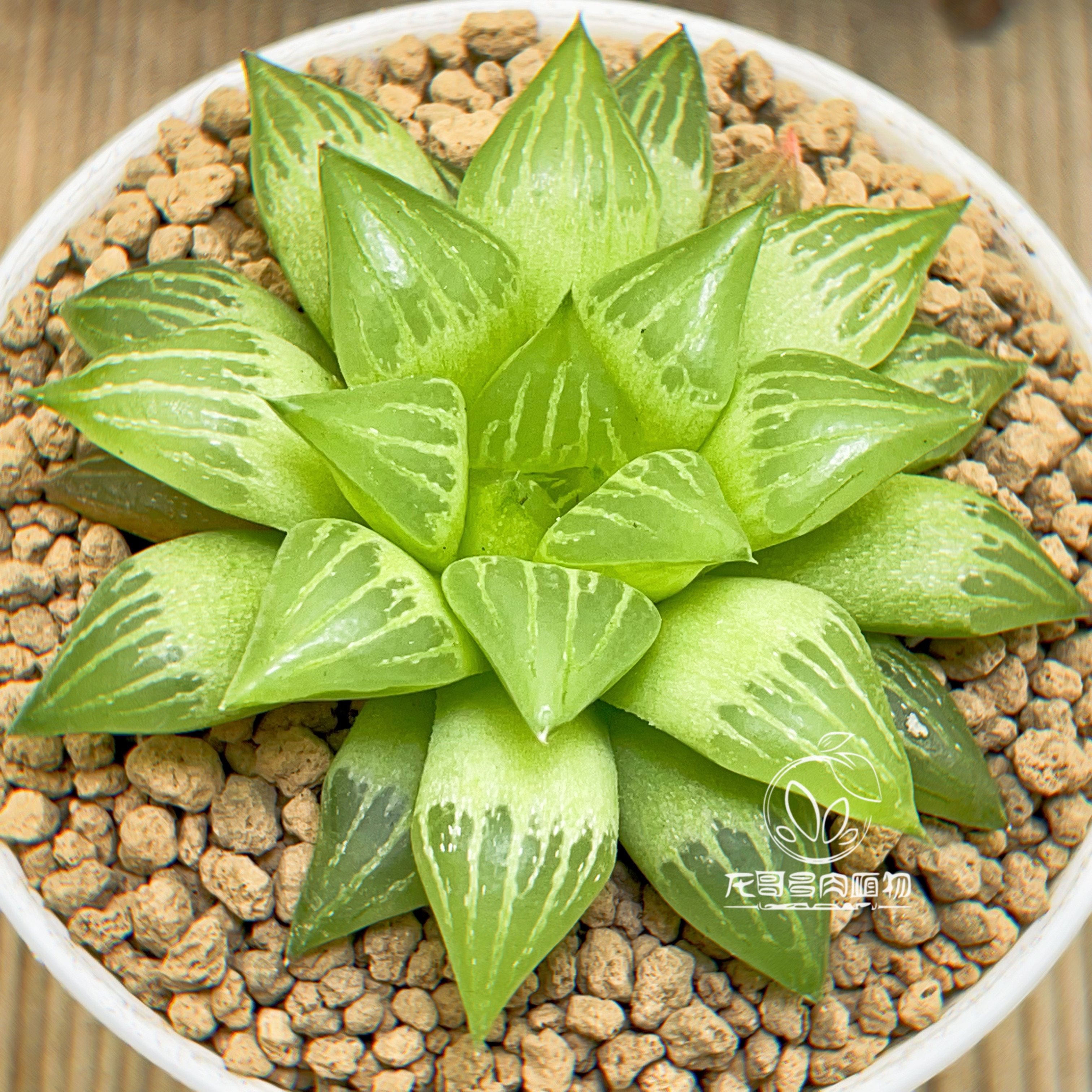 黄金寿 水晶寿 玉露十二卷绿植多肉植物盆栽 一物一拍 带盆发货