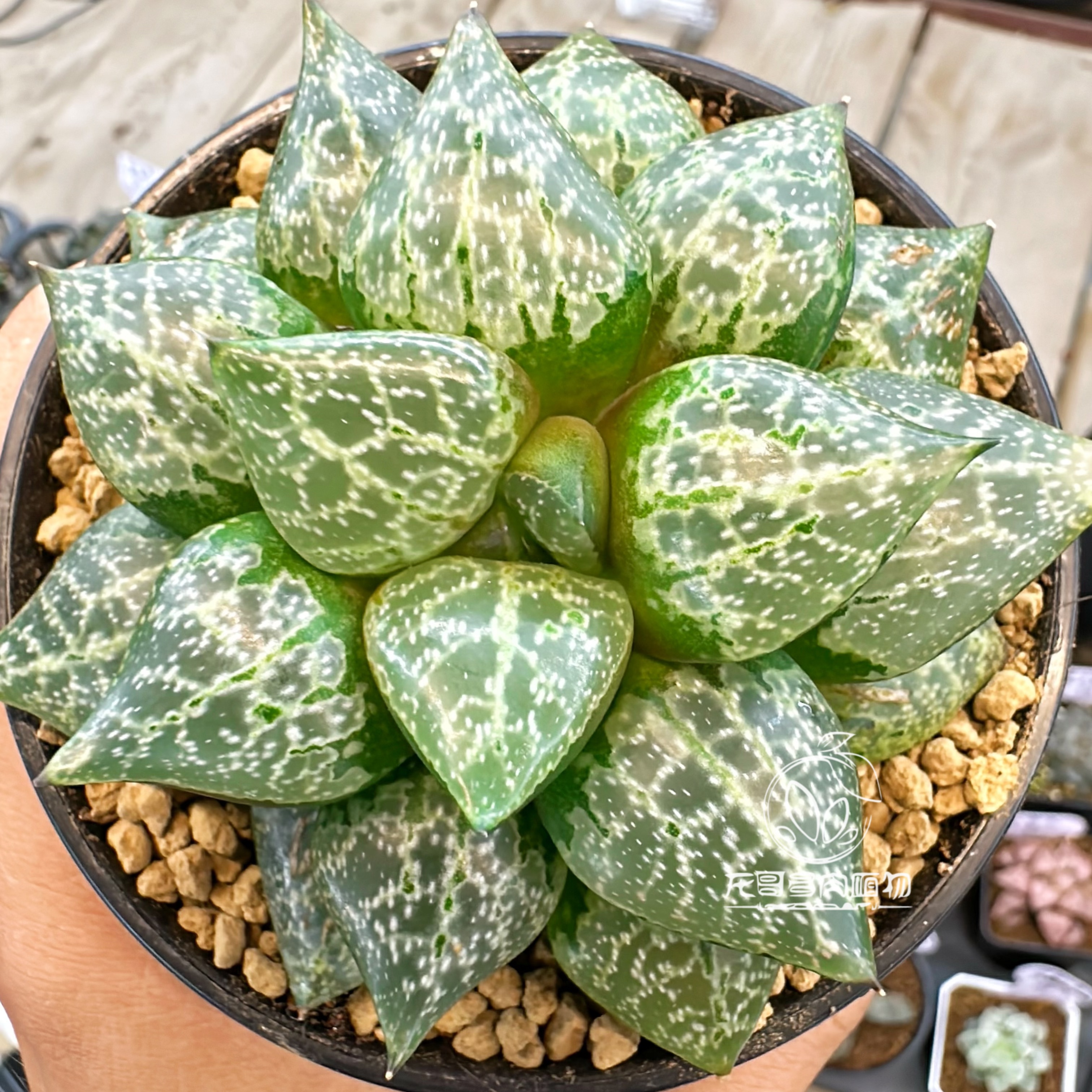 老川叶脉老川黑康平玉露十二卷多肉植物绿植盆栽一物一拍带盆