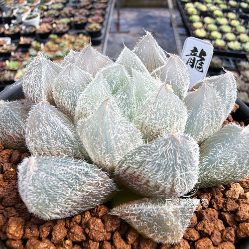 梦露毛玉露 大窗可爱十二卷多肉植物绿植盆栽 一物一拍