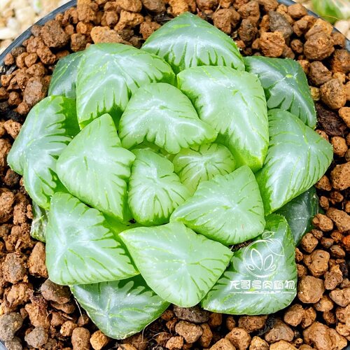 【顺丰】玉露十二卷寿玉扇万象组合龙哥多肉植物绿植盆栽琥珀冰灯