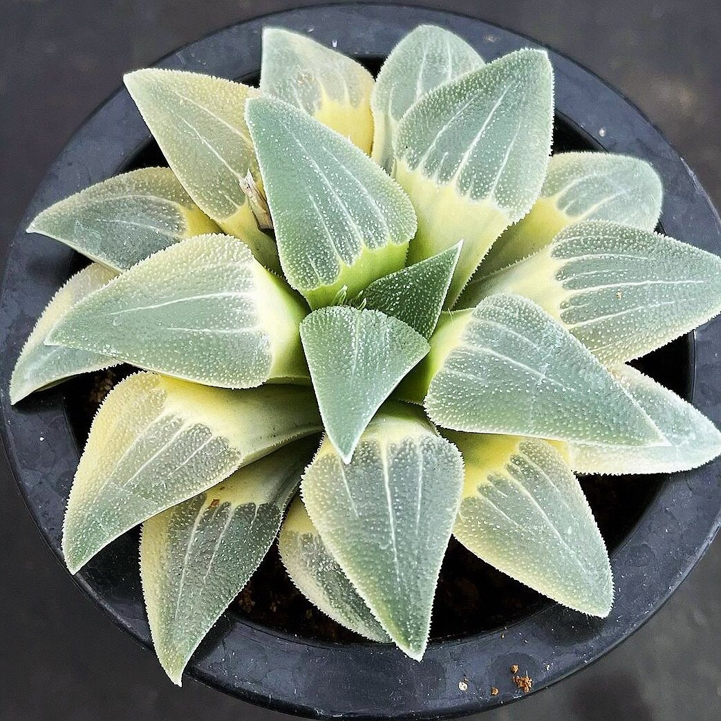 蓝光磨面寿锦 透窗 玉露十二卷 多肉植物 一物一拍