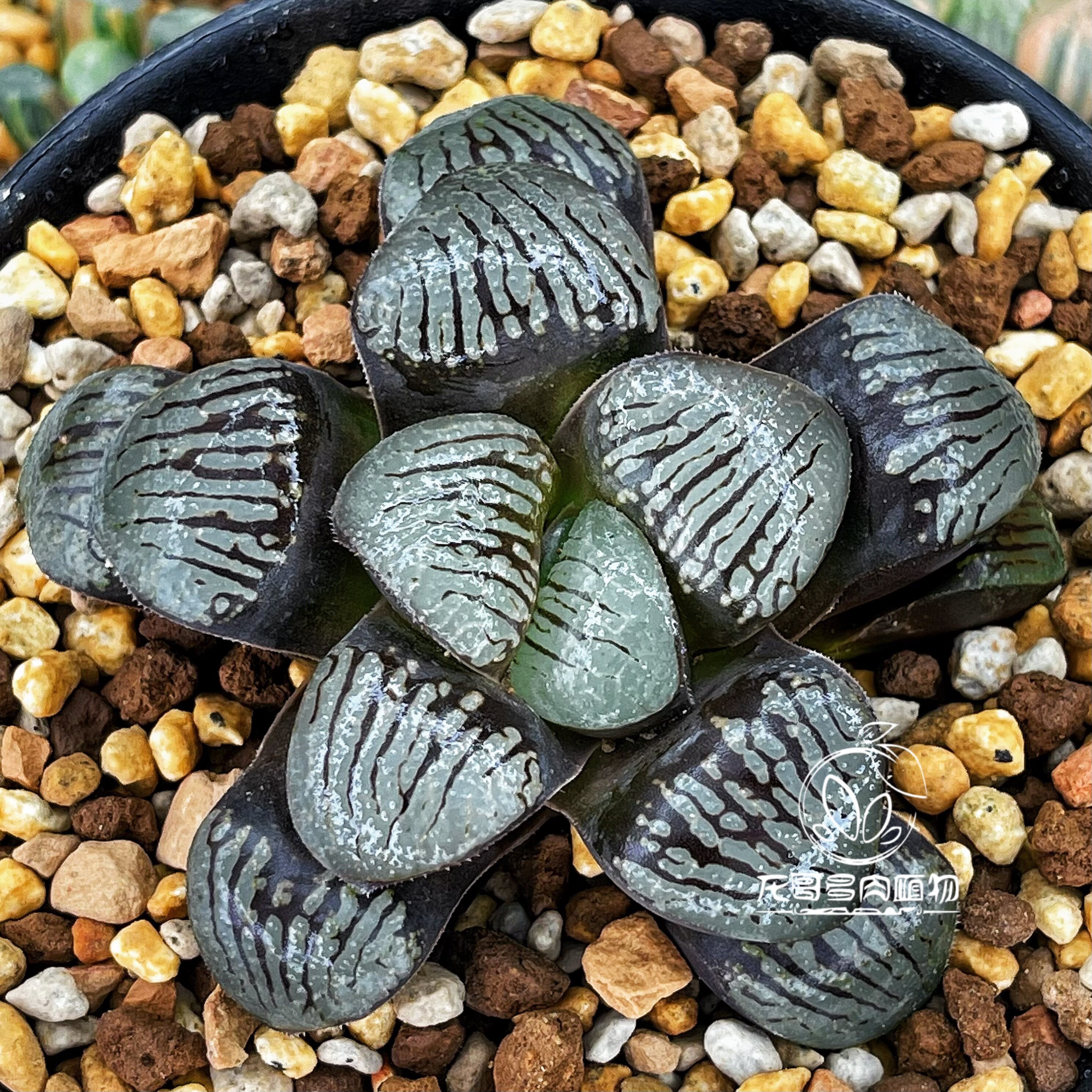 魔界实生 魔子史扑玉露十二卷多肉植物绿植盆栽 一物一拍