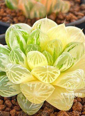 苏州玉露锦 苏锦十二卷绿植盆栽 龙哥多肉植物 一物一拍