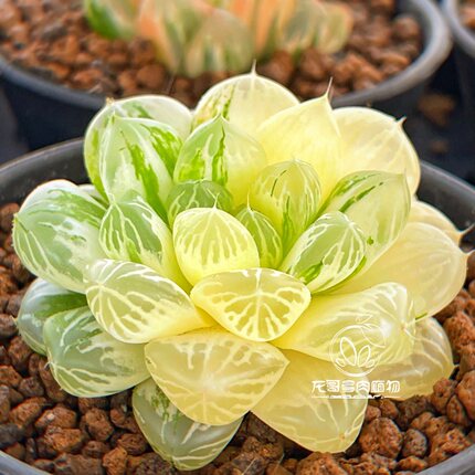 苏州玉露锦 苏锦十二卷绿植盆栽 龙哥多肉植物 一物一拍
