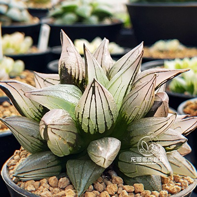 西瓜寿 全窗玉露十二卷背窗三杰 多肉植物盆栽 一物一拍