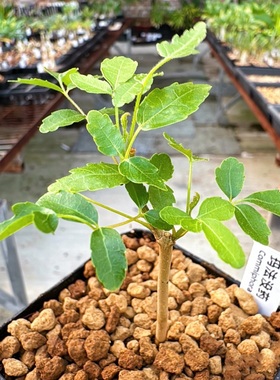 玛法没药Commiphora mafaidoha羽叶橄榄块根多肉植物盆栽