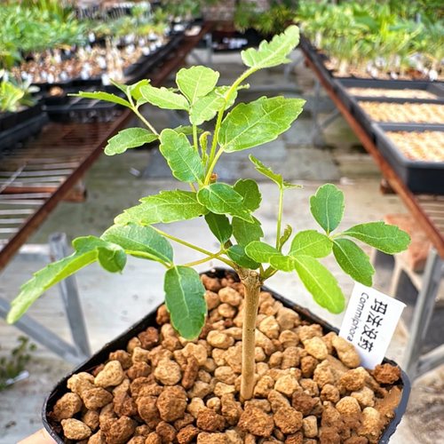 玛法没药Commiphora mafaidoha羽叶橄榄块根多肉植物盆栽