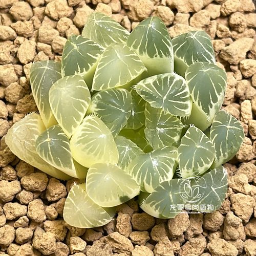 【顺丰包邮】别系玉露锦 夏沫十二卷霓虹灯多肉植物盆栽一物一拍