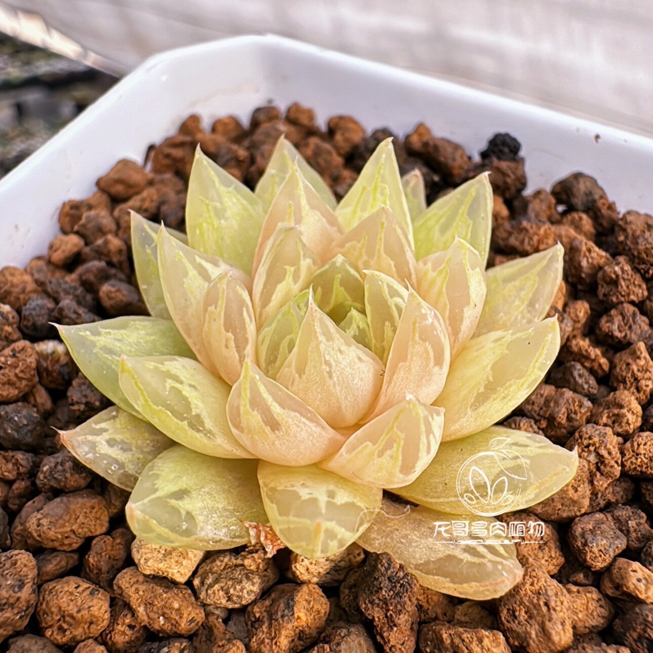 原始种草水晶樱水晶 haworthia picturata jdv90/76 玉露十二卷