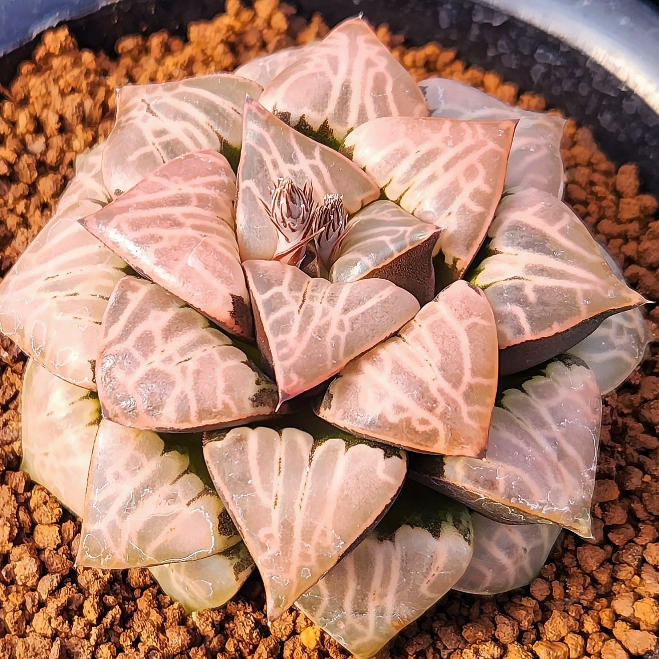 宇宙射线 上条Cosmic rays 玉露十二卷多肉植物绿植盆栽