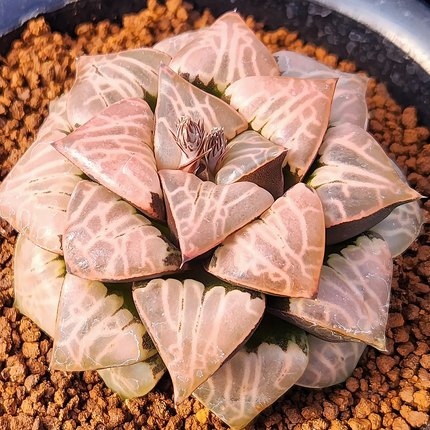 宇宙射线 上条Cosmic rays 玉露十二卷多肉植物绿植盆栽