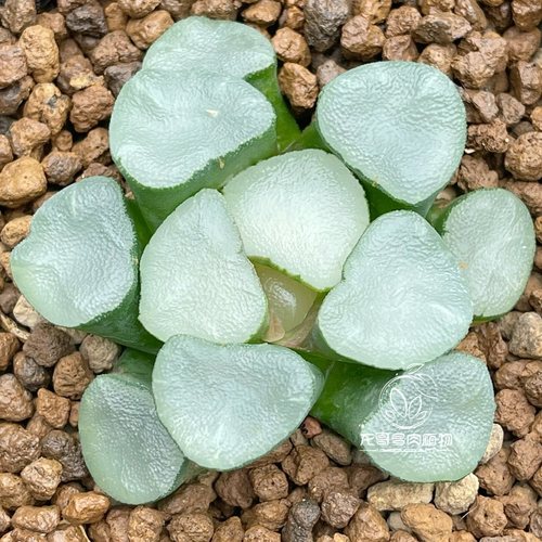 【顺丰】空门万象 无纹糯窗矮脚 玉露十二卷多肉植物盆栽一物一拍